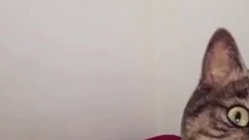 Siap Kena Genjot Tuan Windy Cutie Kemeja Putih Crot Mulut